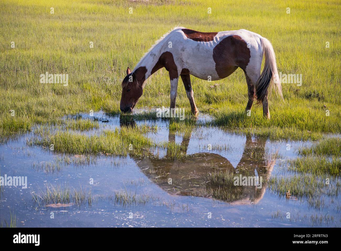Iconic pony in Chincoteague National Wildlife Refuge Stock Photo