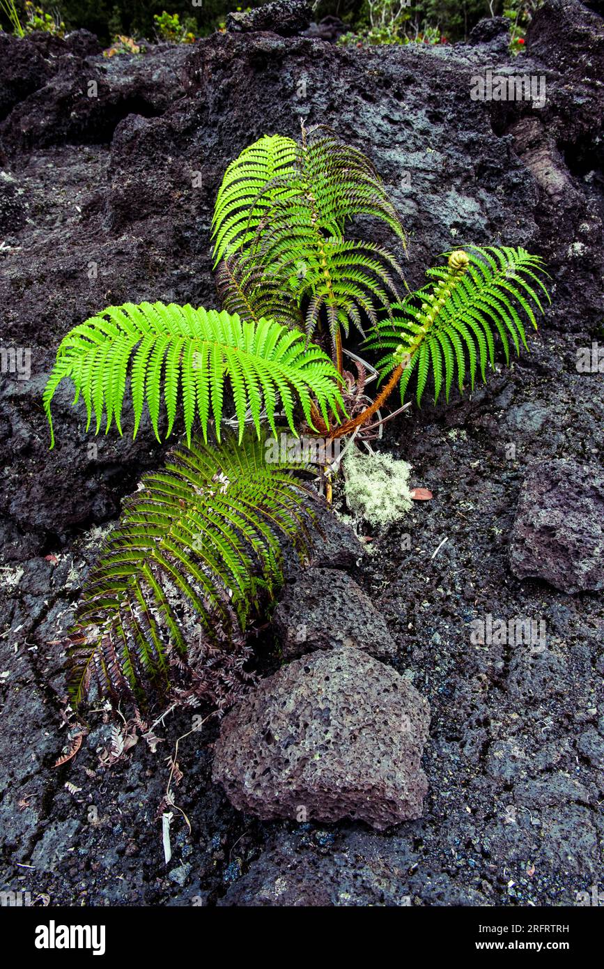 With lava rocks and vegetation hi-res stock photography and images - Alamy