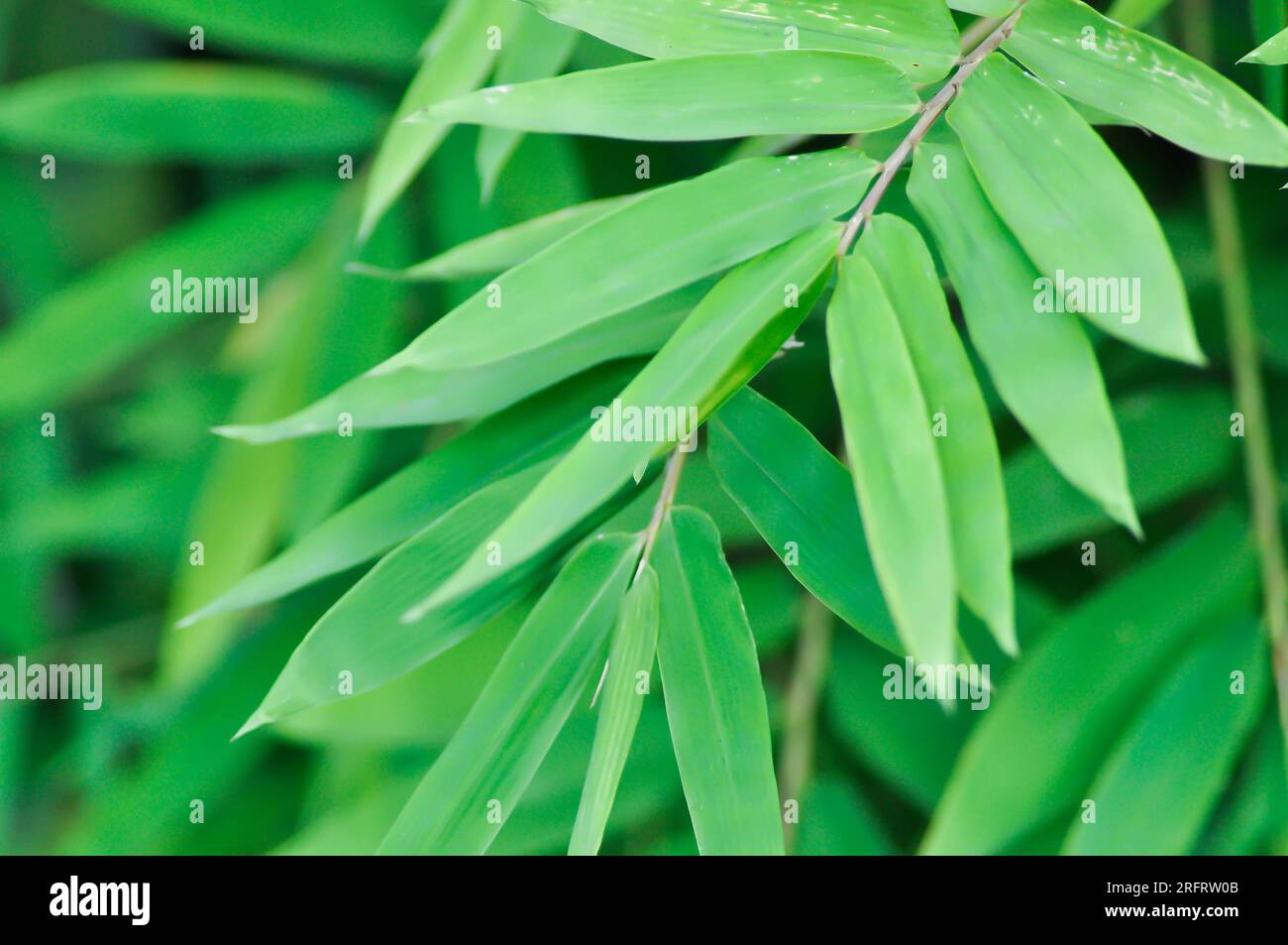 Bamboo, GRAMINEAE or POACEAE or Bambusa arundinacea Willd or Thorn Bamboo or Spiny Bamboo or Bambusa vulgaris schrad or Feathery Bamboo or Dendrocalam Stock Photo