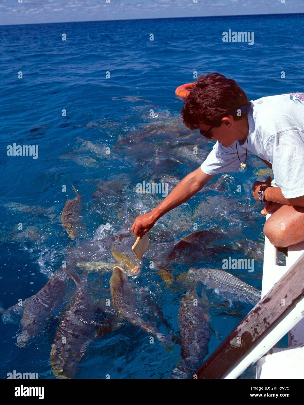 Australia. Queensland. Great Barrier Reef. Close up of a man feeding fish from a boat. Stock Photo