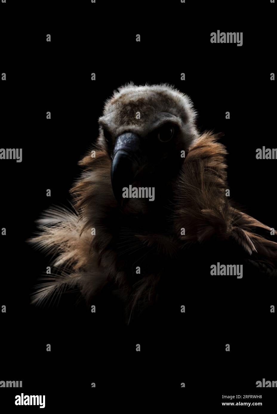a dark low-key portrait of an Eurasian griffon vulture (Gyps Fulvus), sparse light,moody and somber atmosphere, black background, copy space, negative Stock Photo