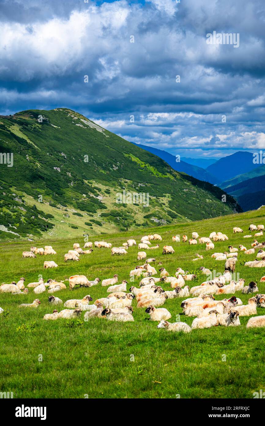 A huge flock of sheep on a mountain pasture in the Parang Mountains ...