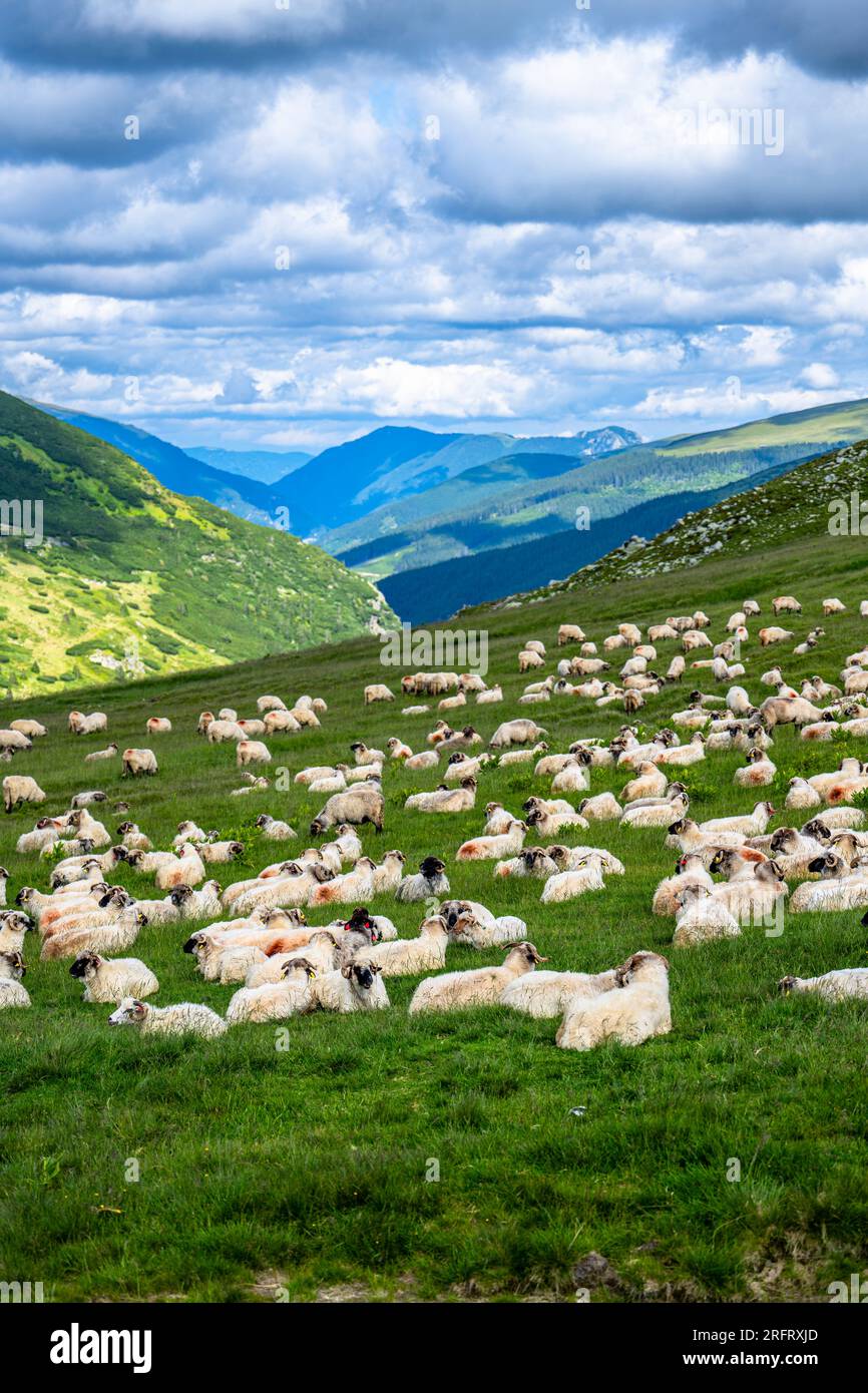 A huge flock of sheep on a mountain pasture in the Parang Mountains ...