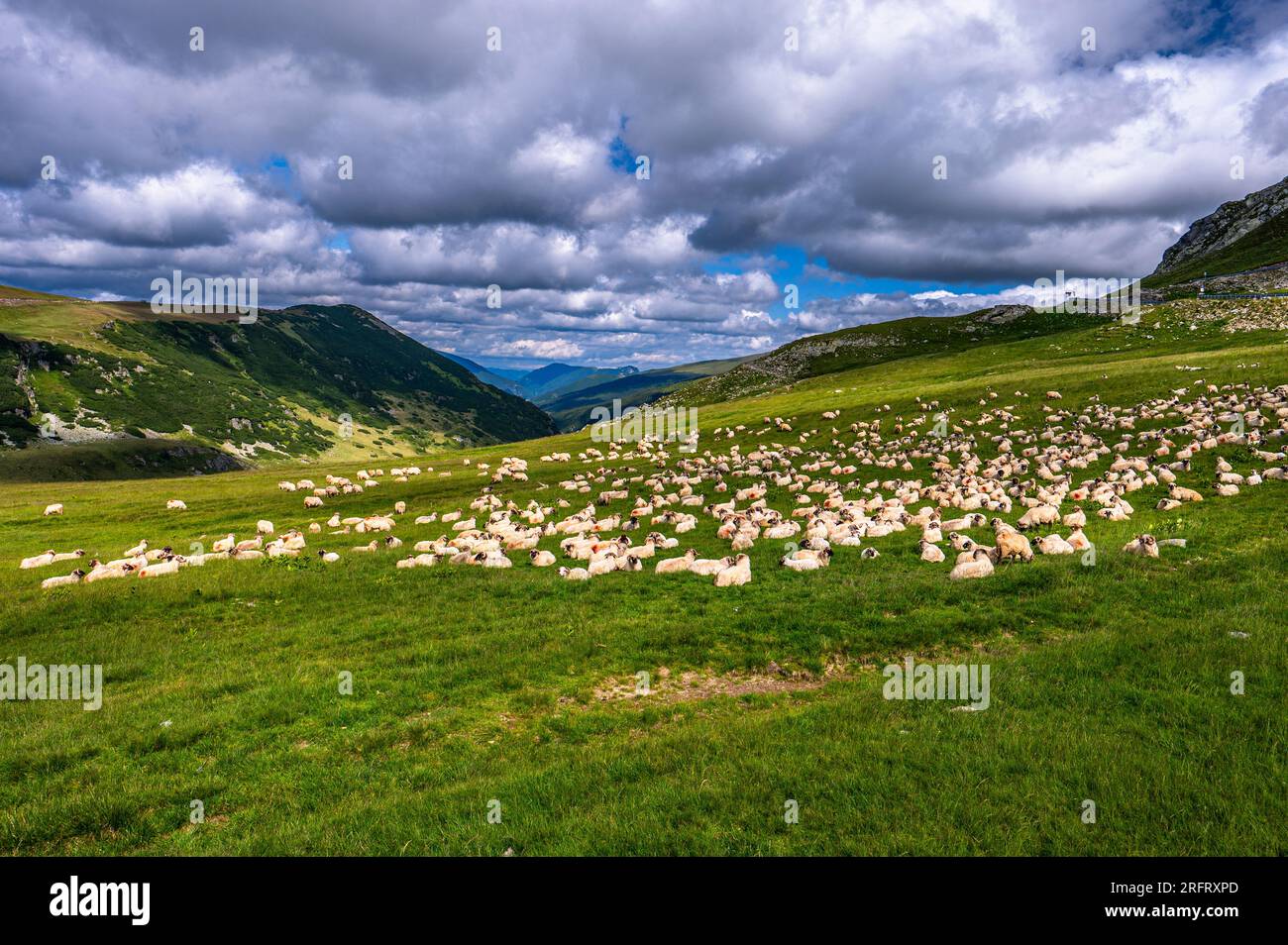 A huge flock of sheep on a mountain pasture in the Parang Mountains ...
