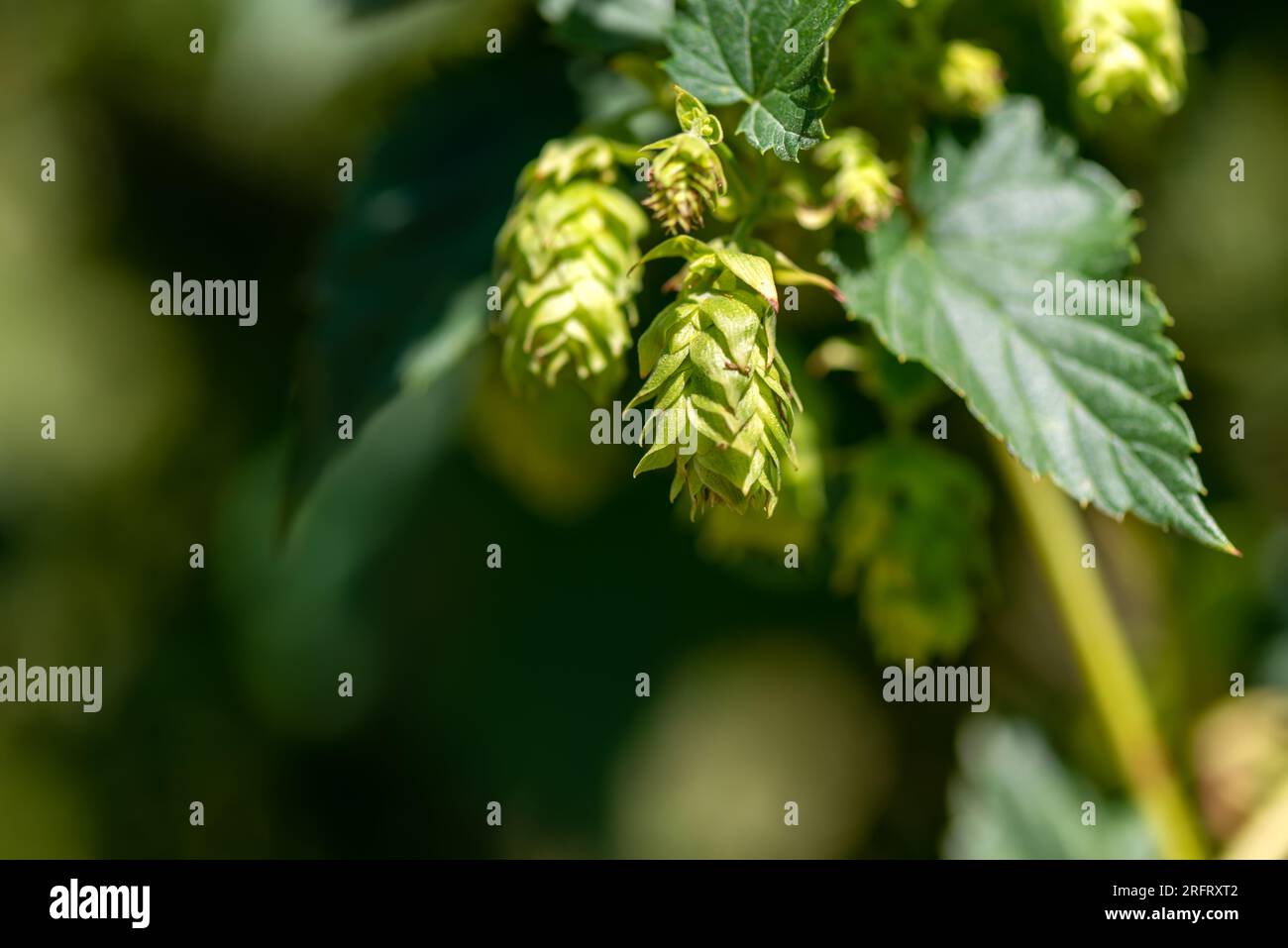 Cones of unripe young hops on a sunny day macro Stock Photo