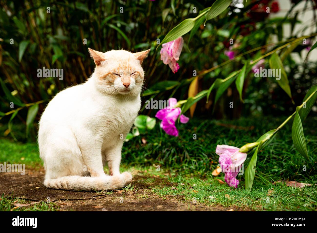 Cats in garden, outdoor animals, feline, cute and relaxed life. Stock Photo