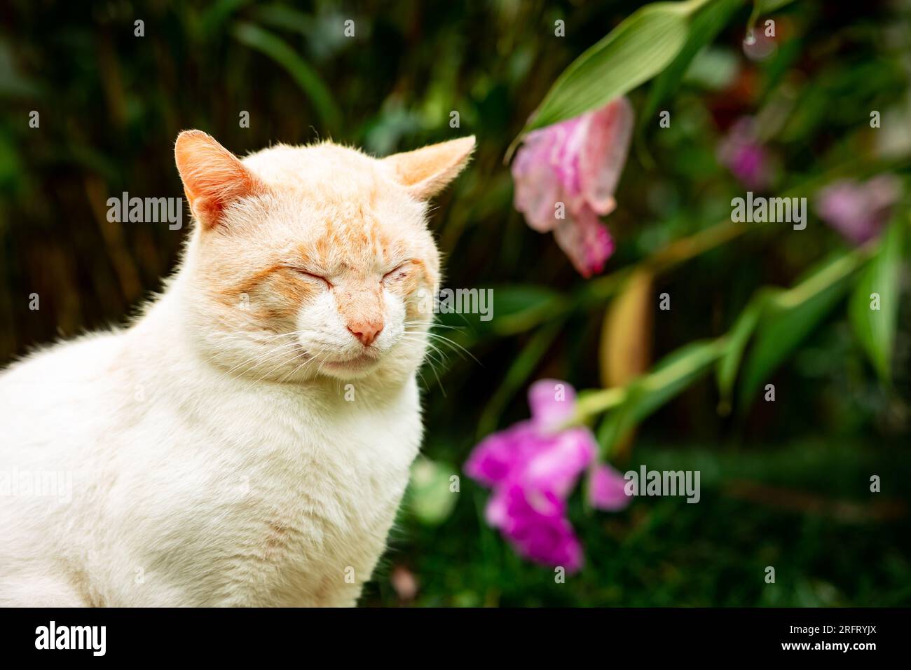 Cats in garden, outdoor animals, feline, cute and relaxed life. Stock Photo