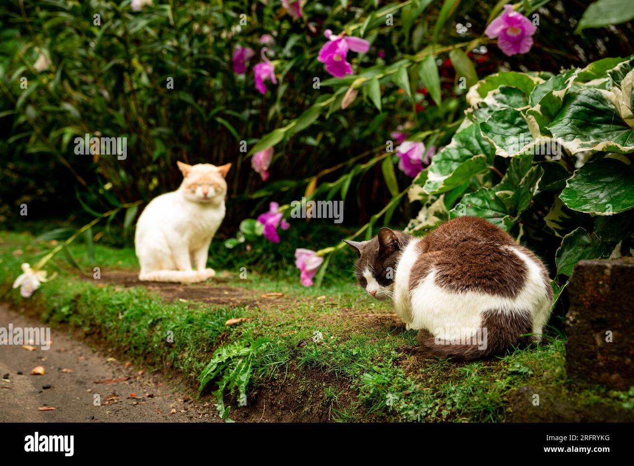 Cats in garden, outdoor animals, feline, cute and relaxed life. Stock Photo