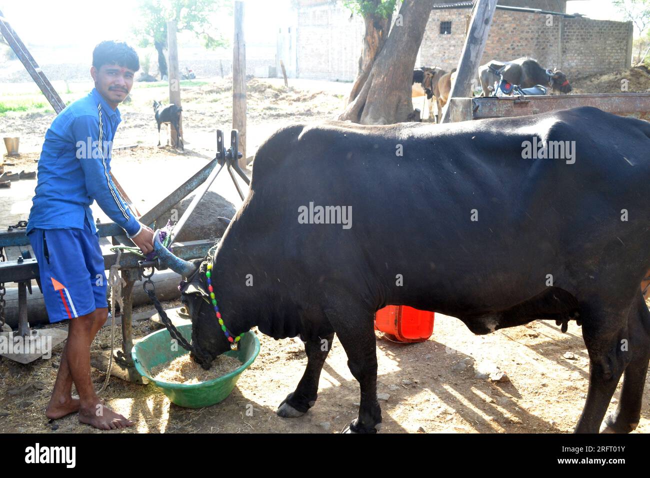 12-05-2021 Indore, M.P. India. Young Indian farmer giving grass to a black cow, Indian rural scene Stock Photo