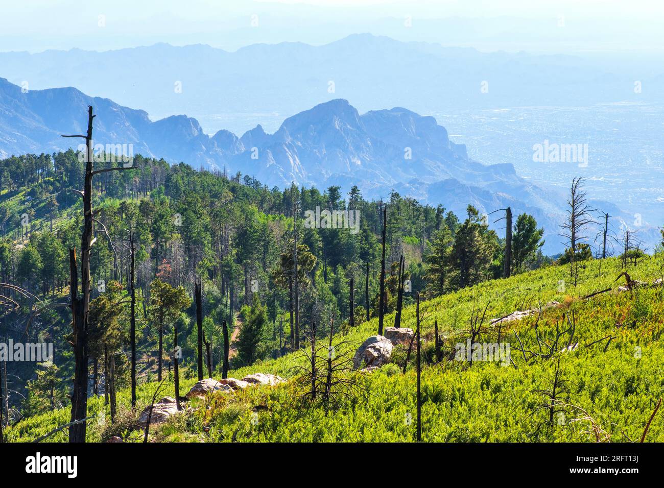 The Meadow Trail offers a view of Tucson in August, Mount Lemmon, Santa Catalina Mountains,  Coronado National Forest, Summerhaven, Arizona, USA. (PHO Stock Photo
