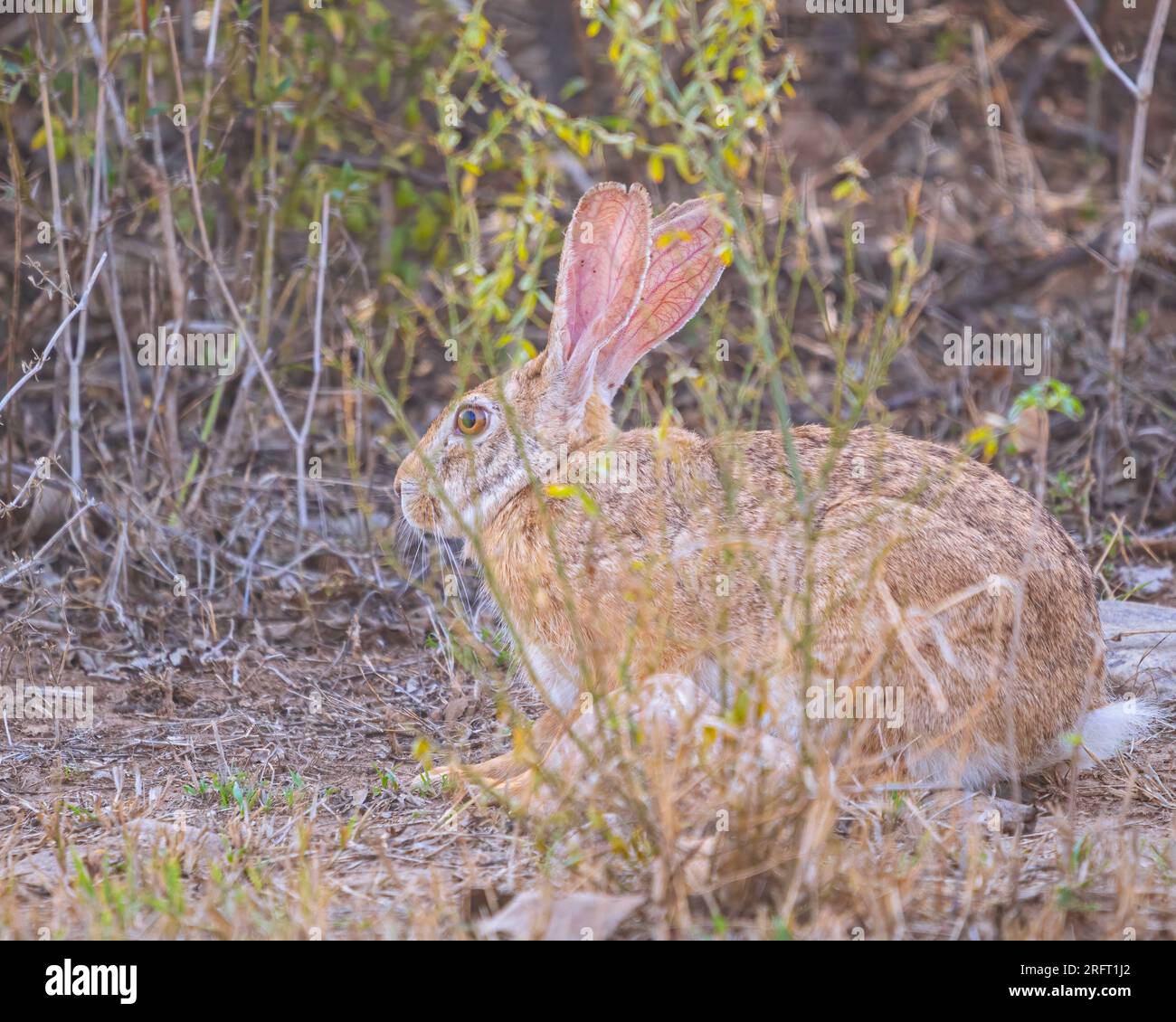 Rabbit sitting in a jungle hires stock photography and images Alamy