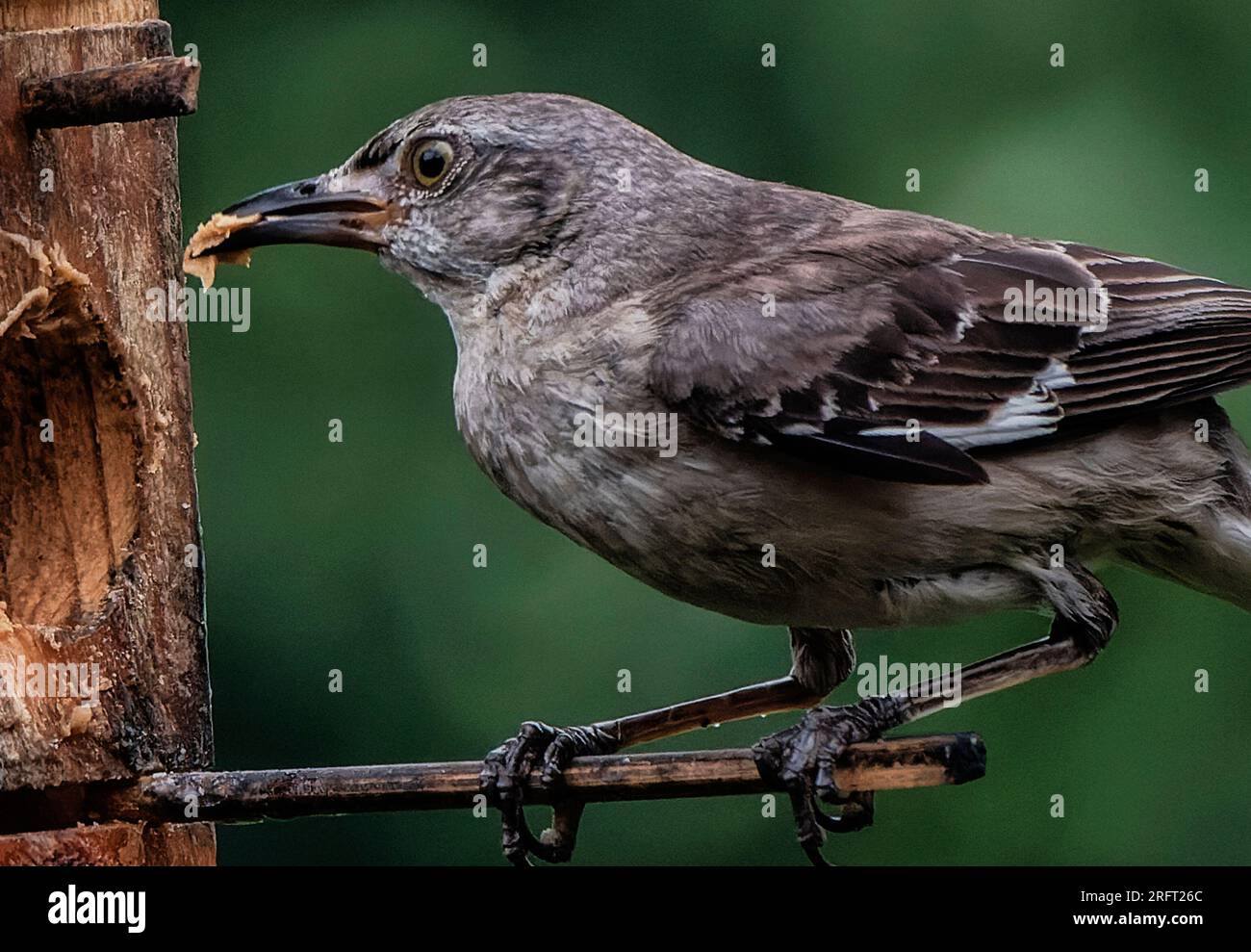 Bird eating peanut butter hires stock photography and images Alamy