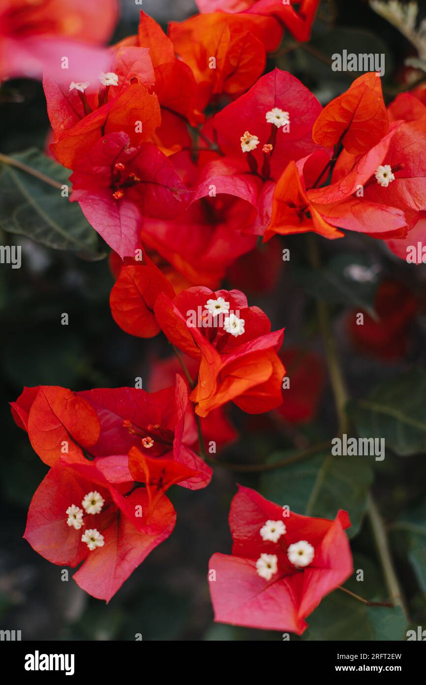 Beautiful red bougainvillea flowers on a summer street. Close-up. Selective focus. Stock Photo