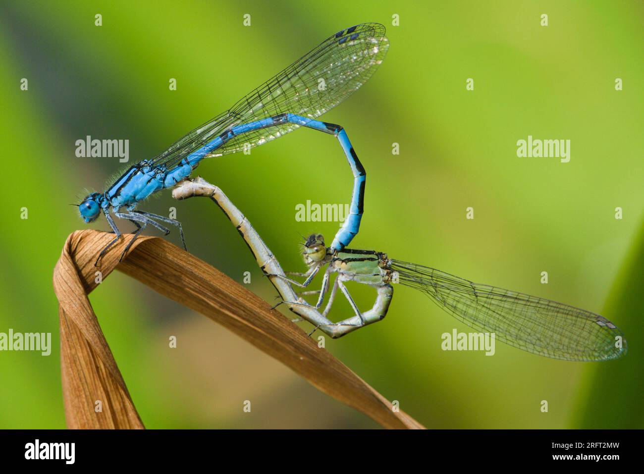 Coenagrion puella aka azure damselfly mating on the dry leaf above the pond. Czech republic nature. Male and female. Stock Photo