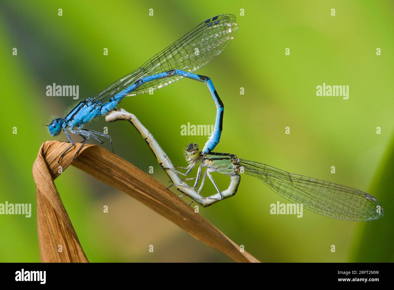 Coenagrion puella aka azure damselfly mating on the dry leaf above the ...