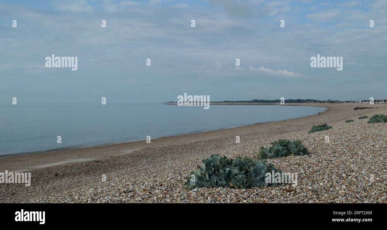 View of Aldwick Bay with the native edible perennial plant Crambe maritima or sea kale growing in pebbles and gravel on the beach. Stock Photo
