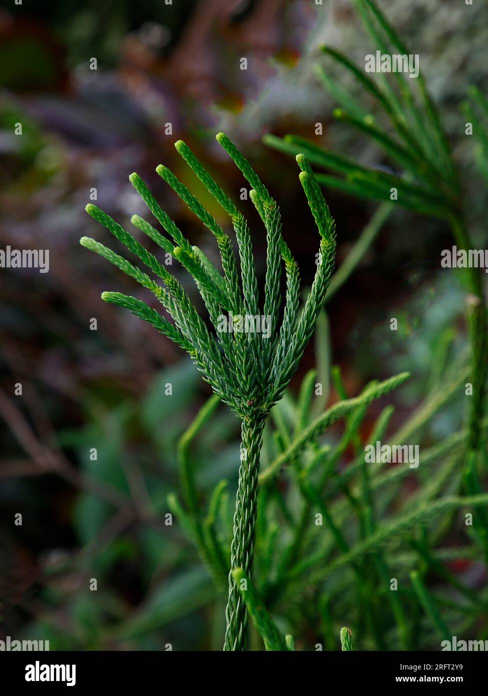 Closeup of a small part of the evergreen garden tree cryptomeria japonica araucarioides. Stock Photo