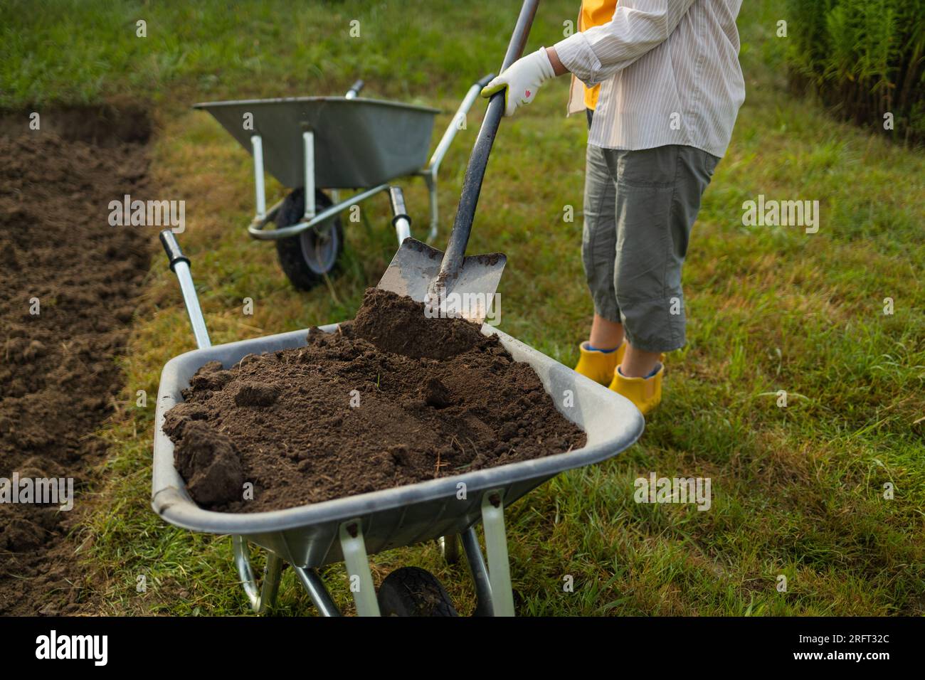50s senior farmer woman with a shovel unloads a wheelbarrow filled with ...
