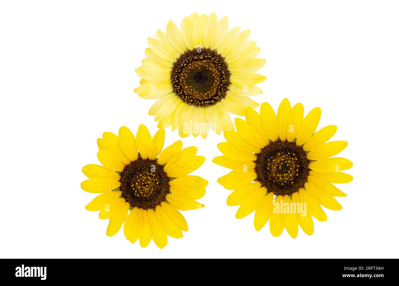 yellow sunflower isolated on white background Stock Photo - Alamy