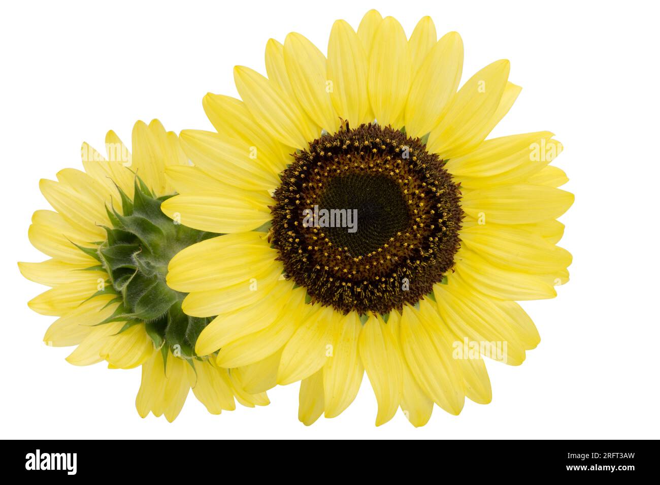 yellow sunflower isolated on white background Stock Photo - Alamy