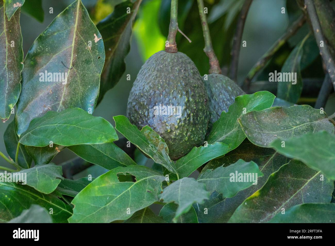 A Hass avocado growing at a commercial orchard in Tingambato, Michoacan, Mexico. The Hass variety makes up 80% of avocado consumption and Michoacan state in Mexico is the world’s largest producer of the healthy fruit. Stock Photo