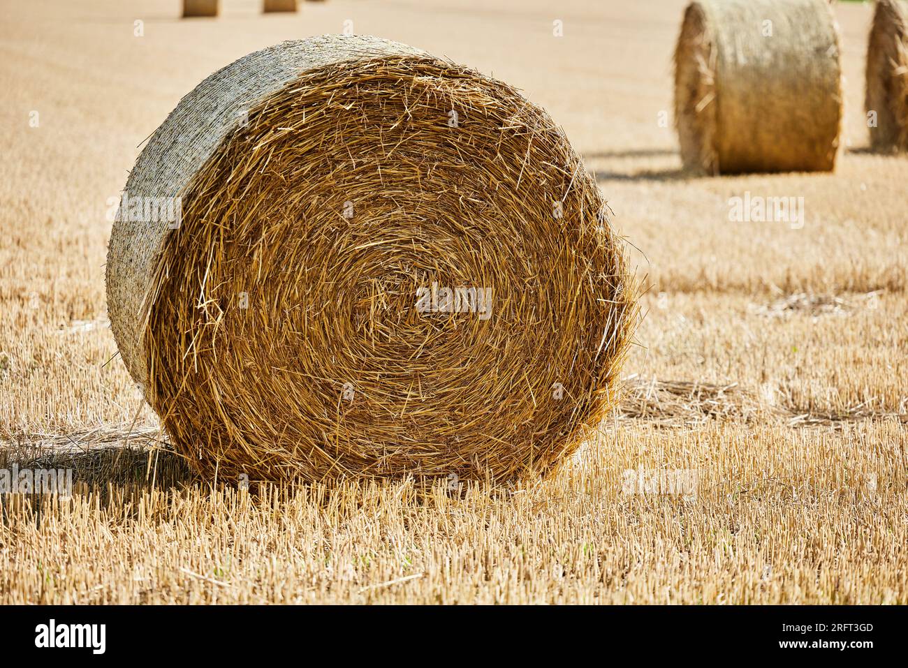 Straw bales lying on a field near Neuss, Nordrhein-Westfalen Stock Photo