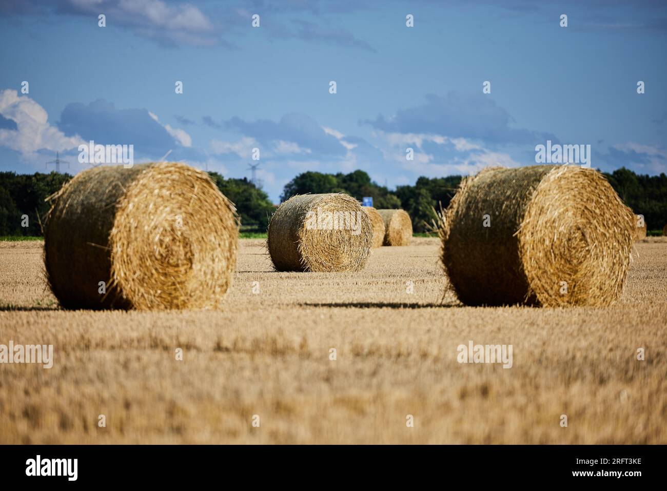 Straw bales lying on a field near Neuss, Nordrhein-Westfalen Stock Photo