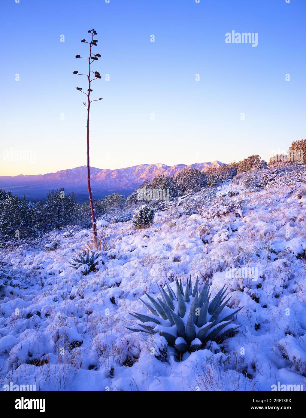 Century plants on the foothills of the Mazatal Mountains, Central arizona. Stock Photo