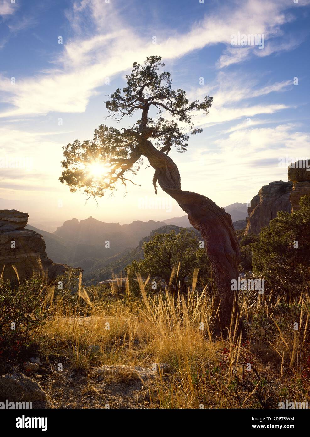A twisted juniper stands alone at sunset at Windy Point in the