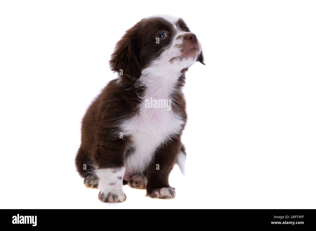 puppy isolated on white background Stock Photo - Alamy