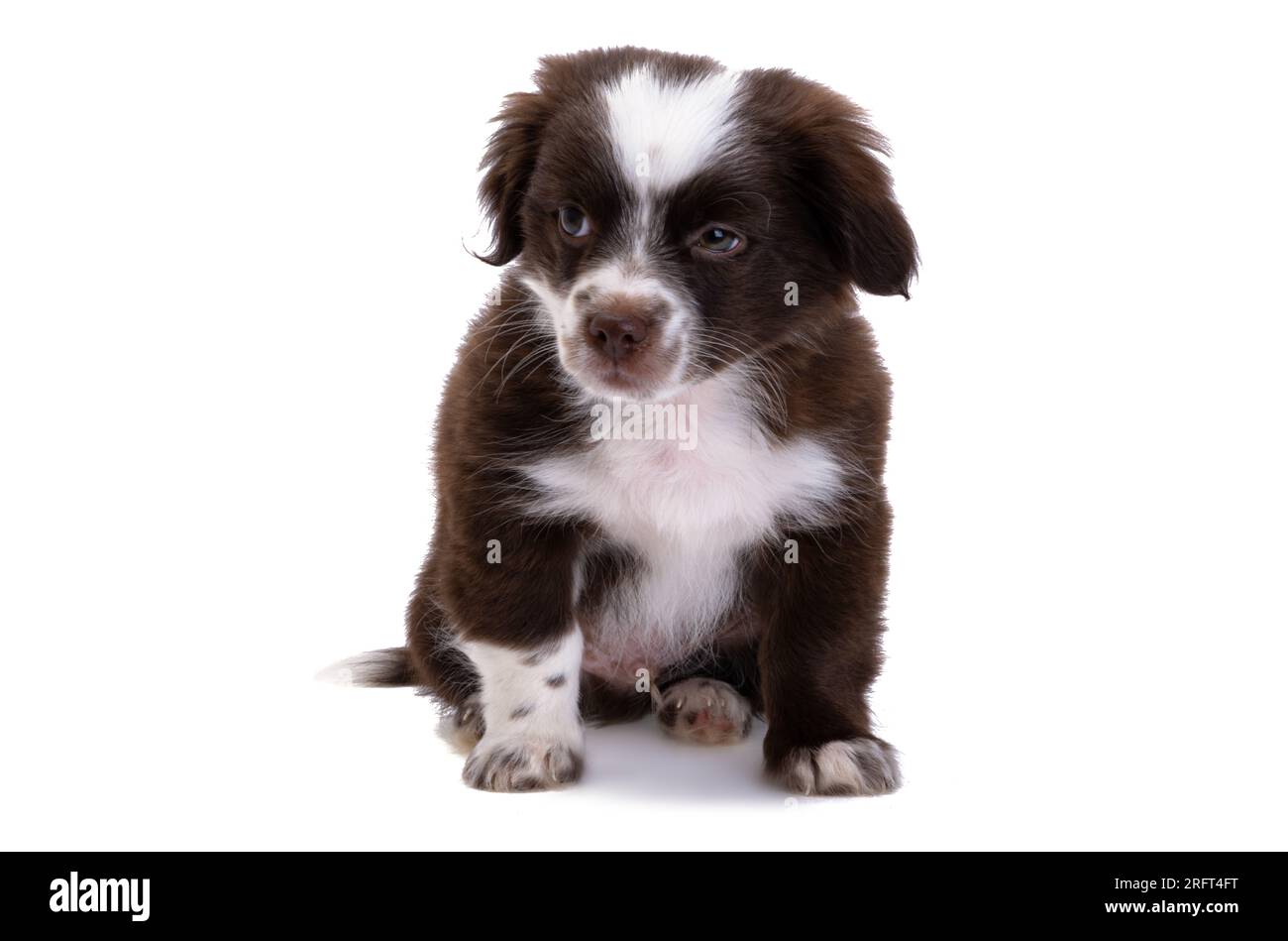 puppy isolated on white background Stock Photo - Alamy