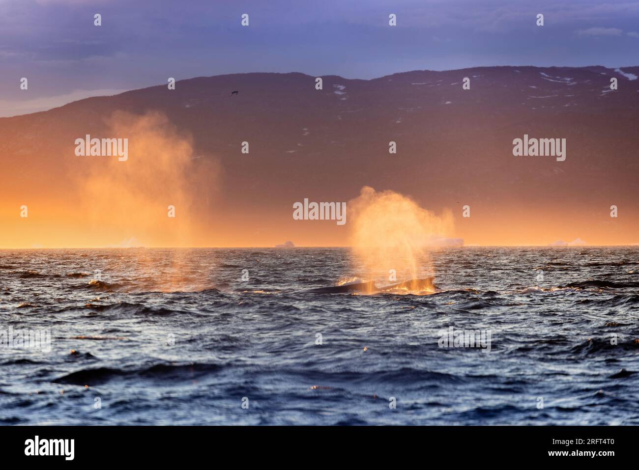 Humpback whales blow mist against sunset light in Qeqertarsuup Tunua waters, Disko Bay, Greenland Stock Photo