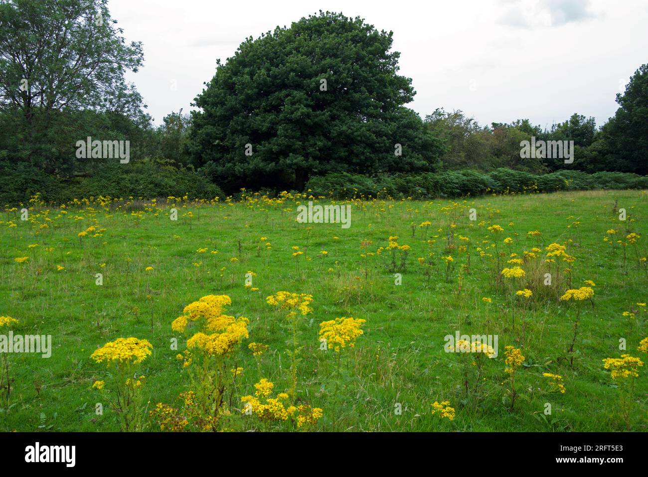 Ragwort (Jacobaea vulgaris) in fields near Tregarth in North Wales. The ...