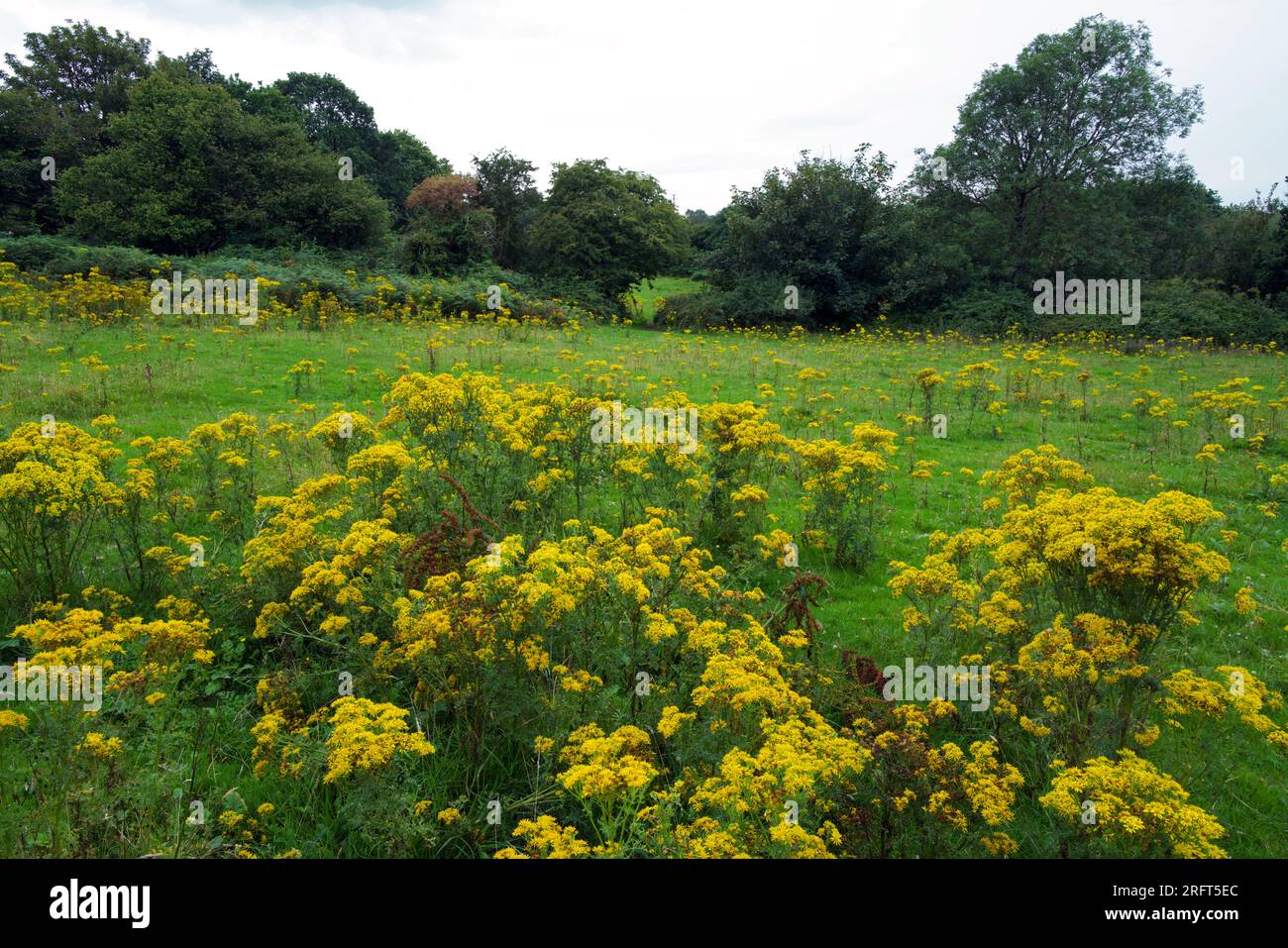 Notifiable weed in uk law hi-res stock photography and images - Alamy