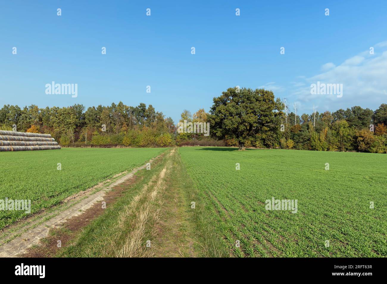 Changes in oak foliage in early autumn, changes in the color of the