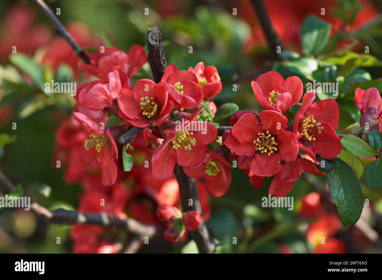 Red japonica hi-res stock photography and images - Alamy