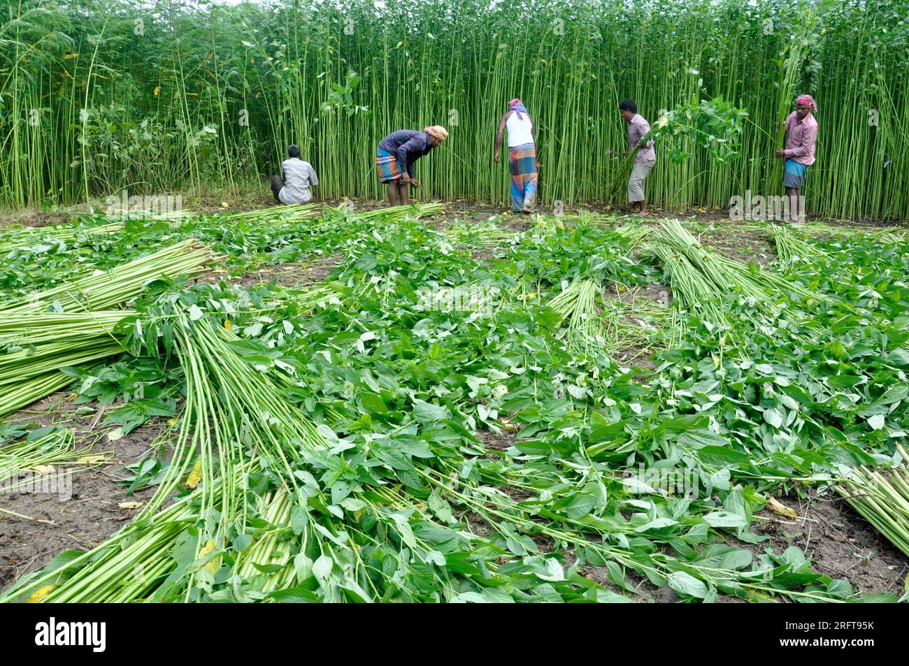 The jute industry Historically and culturally important industry in