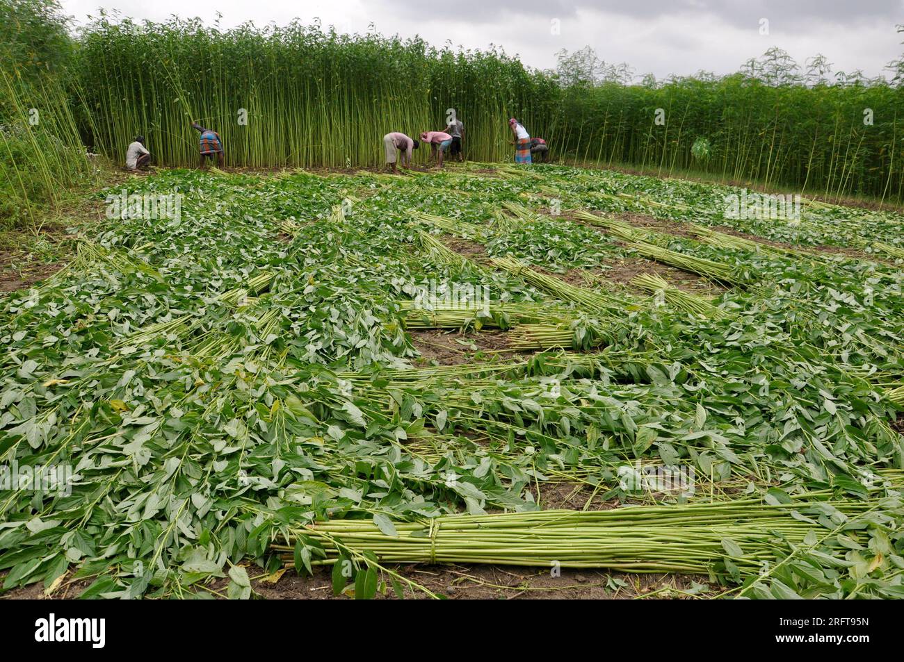 The jute industry Historically and culturally important industry in