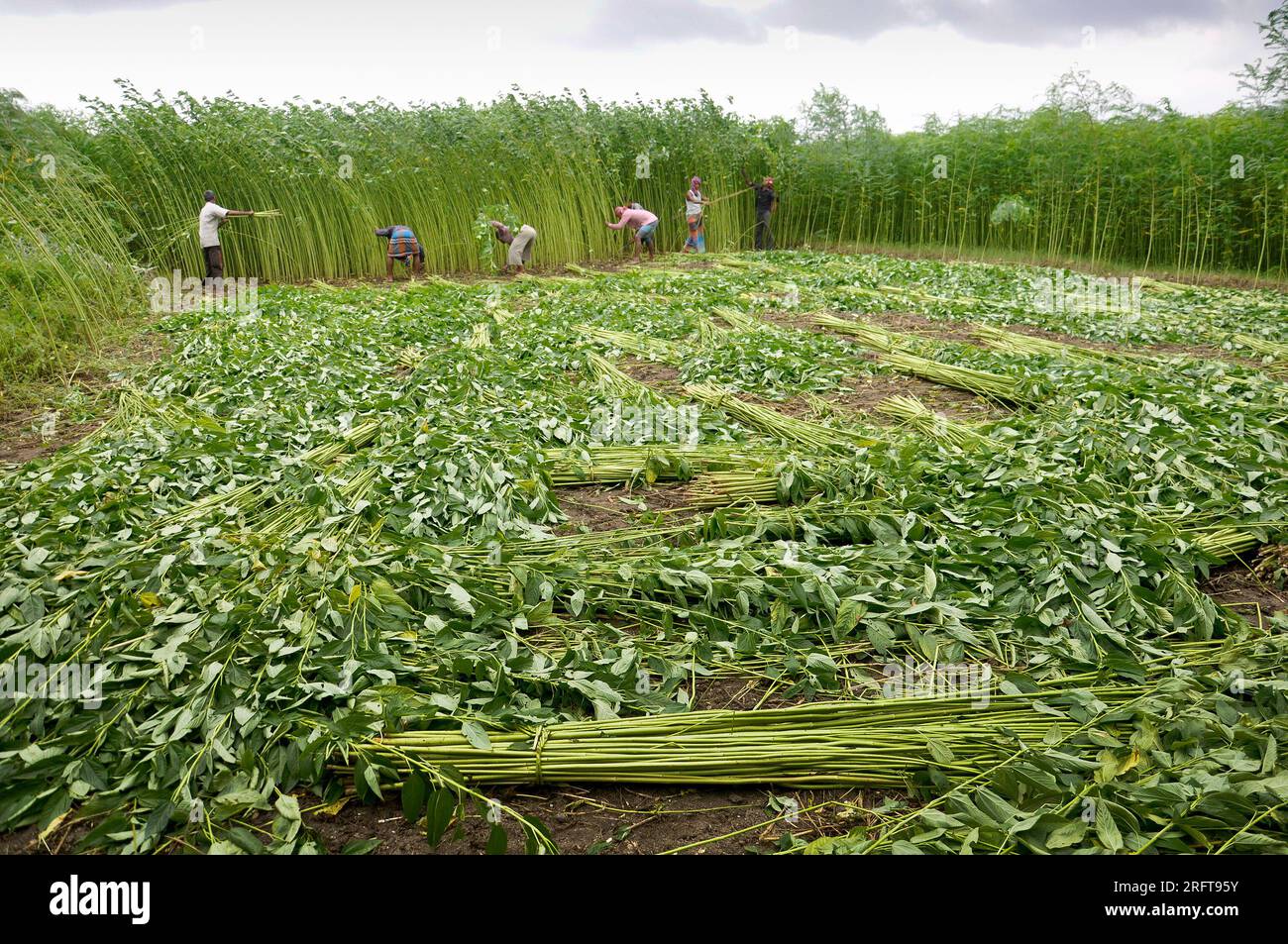 The jute industry Historically and culturally important industry in