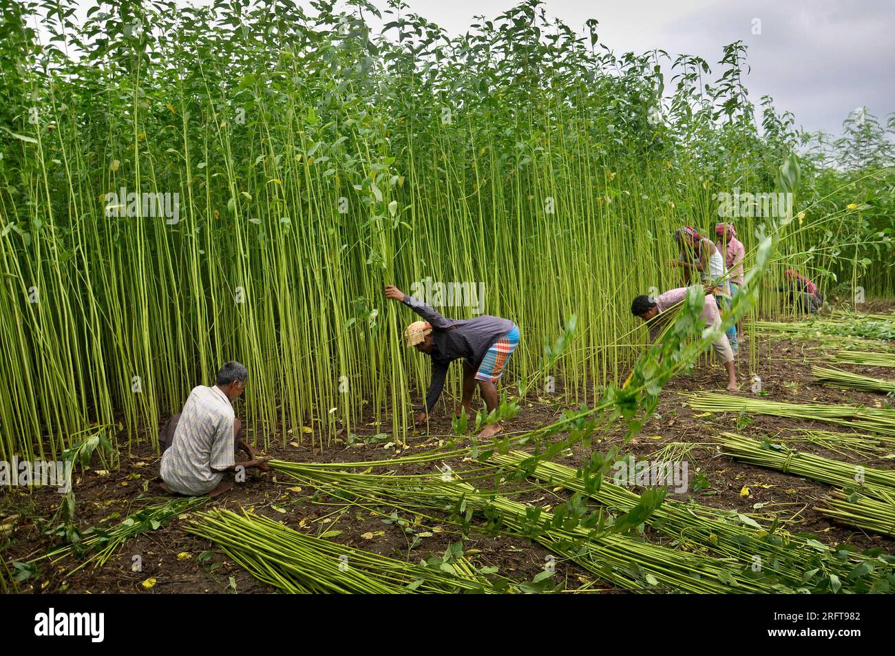 The jute industry Historically and culturally important industry in