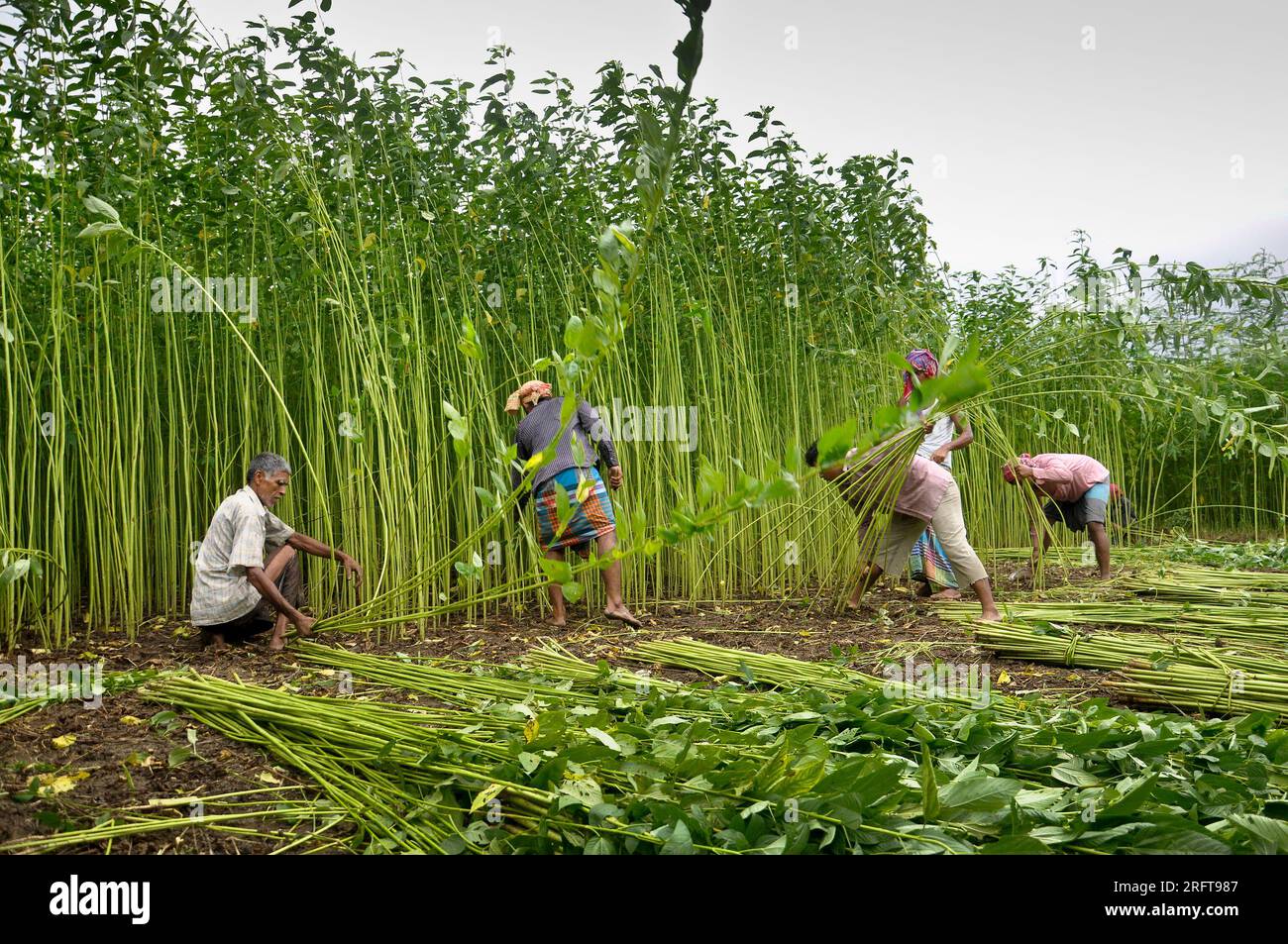 The jute industry Historically and culturally important industry in