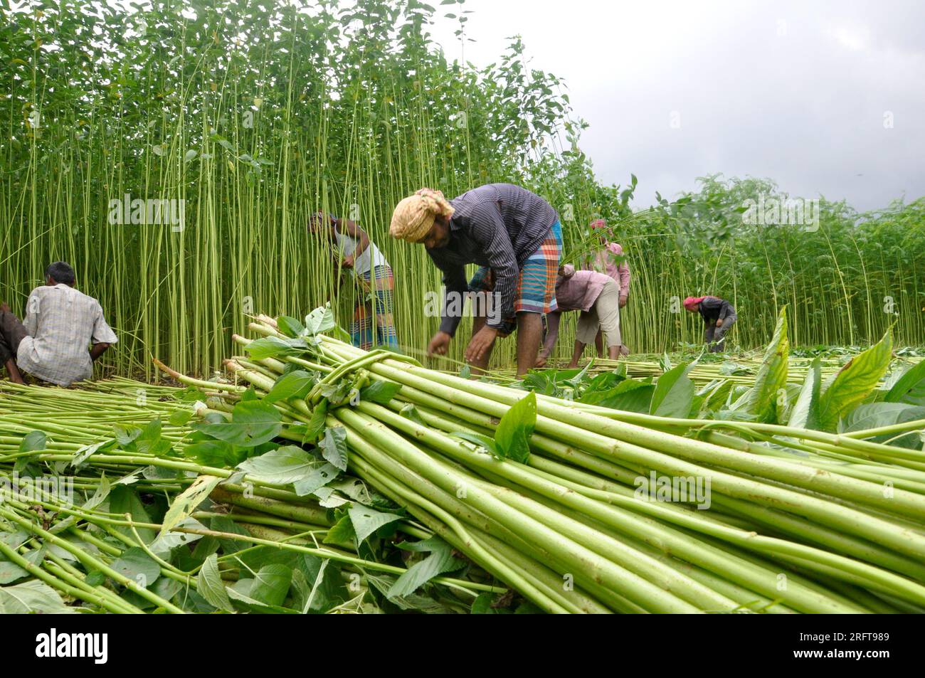 The jute industry Historically and culturally important industry in