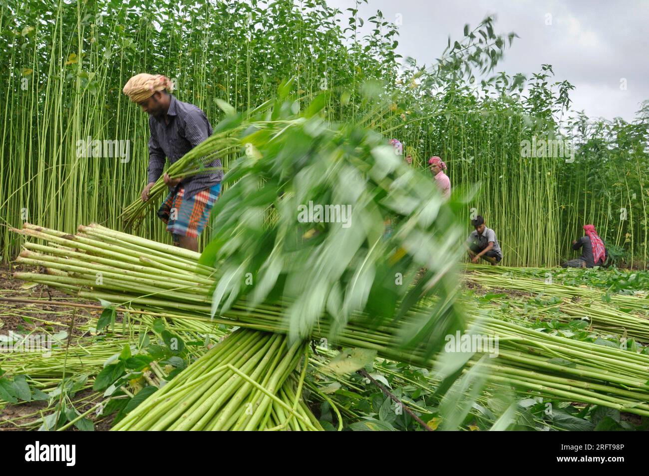 The jute industry Historically and culturally important industry in
