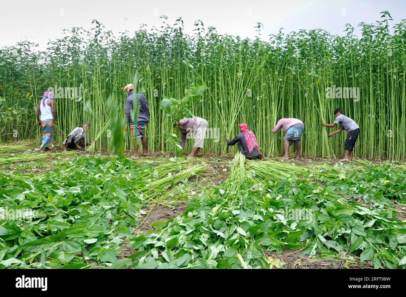 The jute industry Historically and culturally important industry in