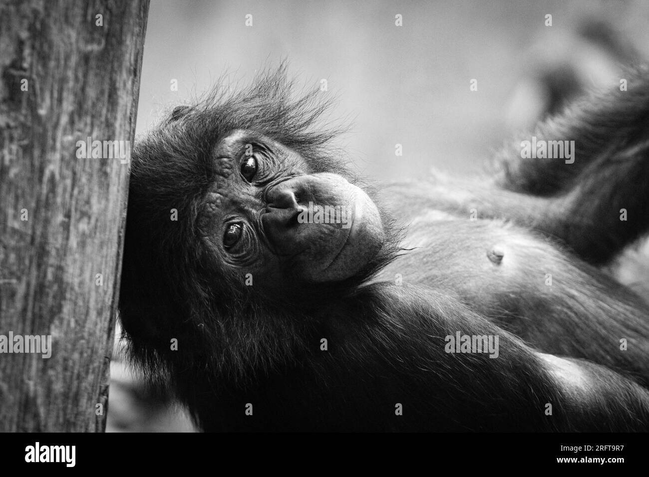 Monkey eyes Black and White Stock Photos & Images - Alamy
