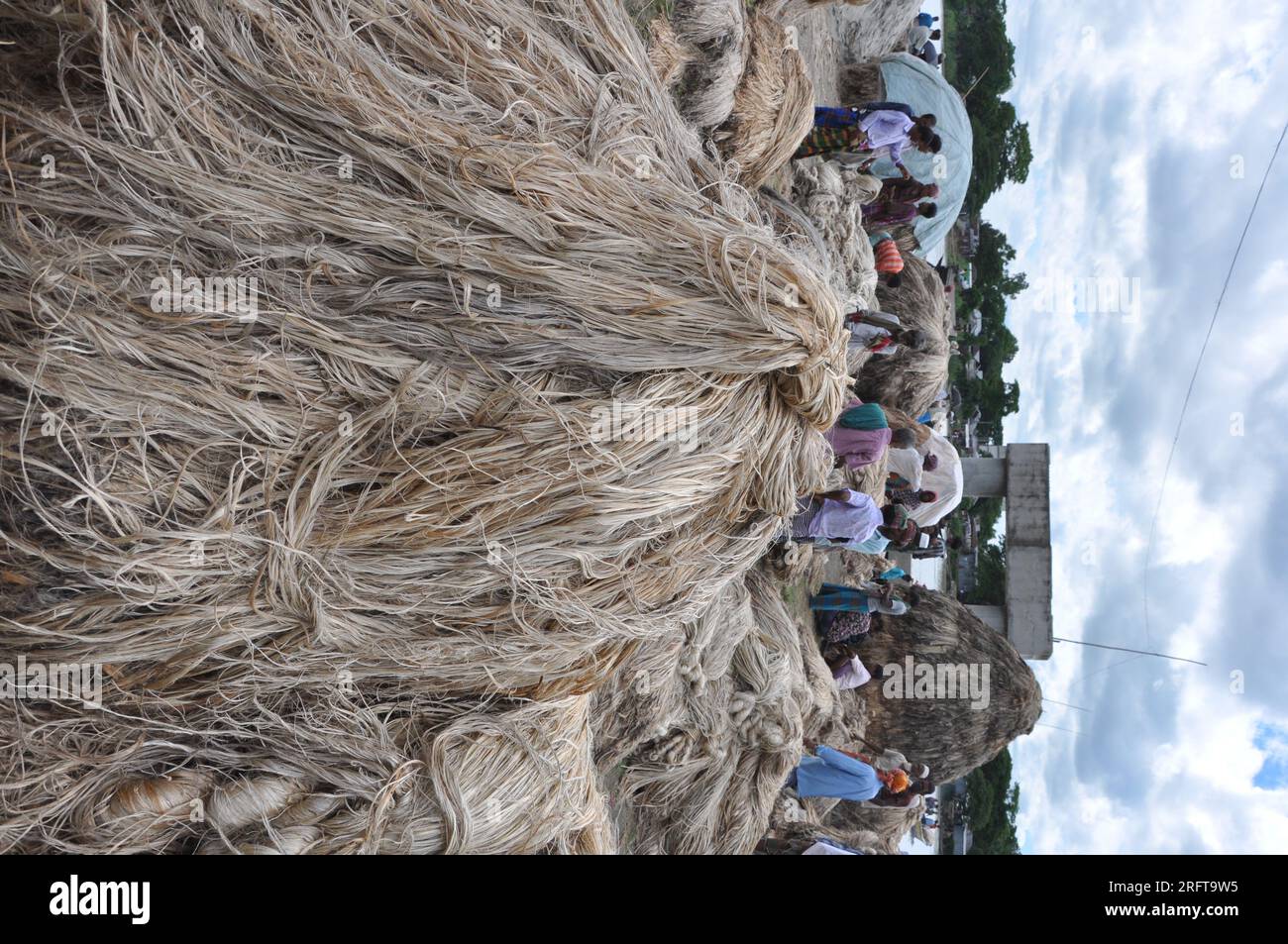 The jute industry Historically and culturally important industry in