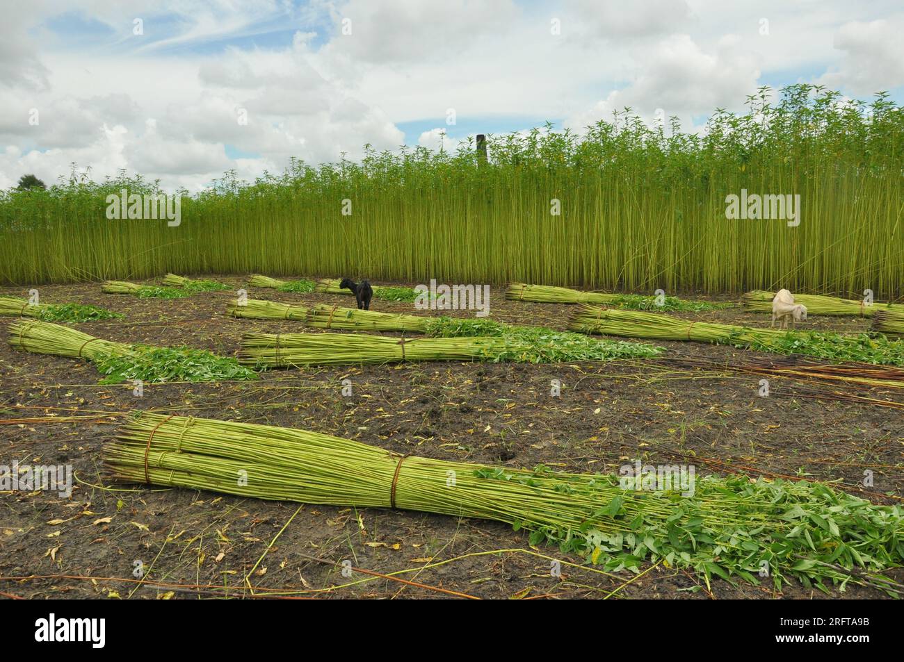 The jute industry Historically and culturally important industry in