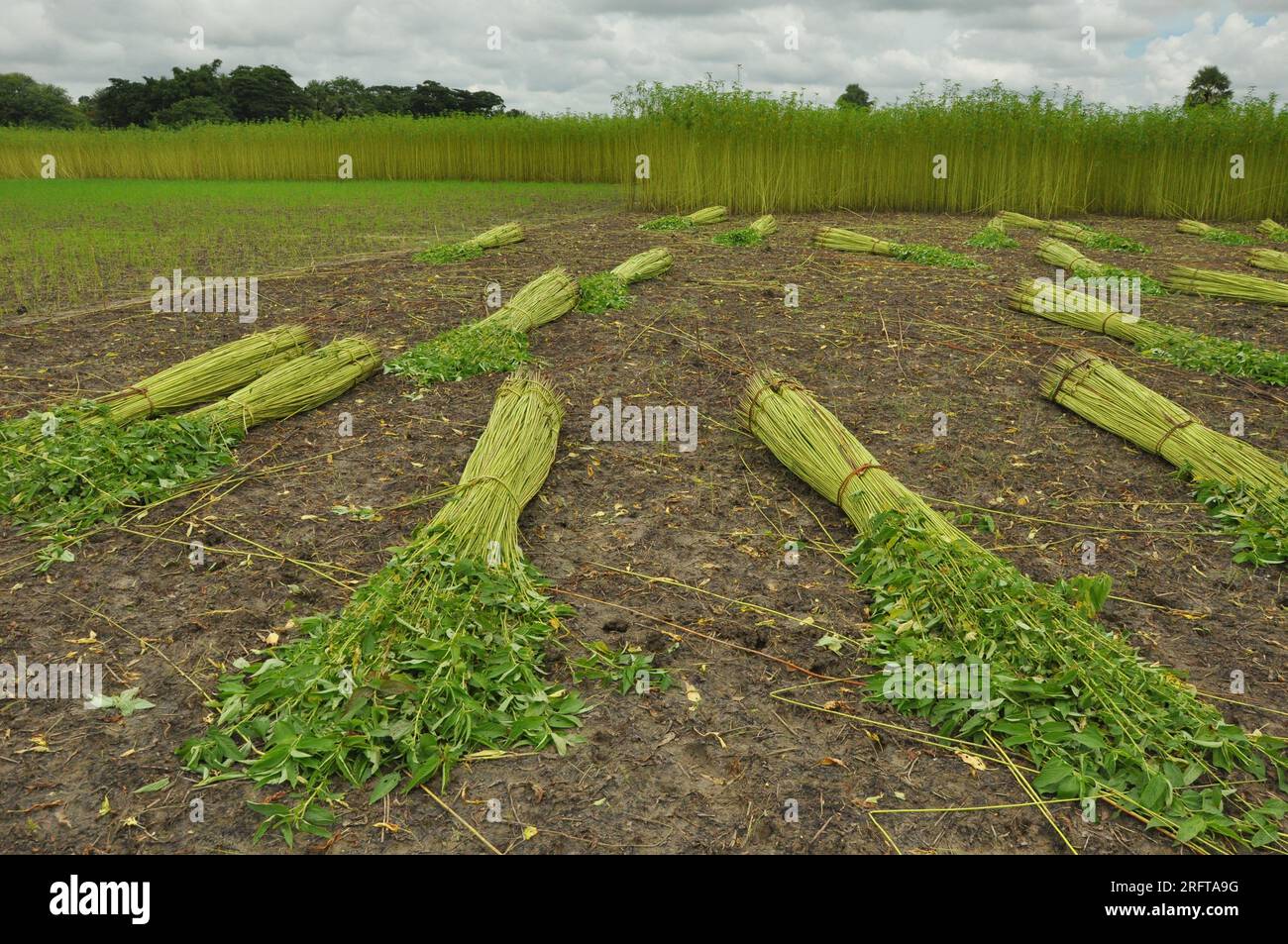 The jute industry Historically and culturally important industry in