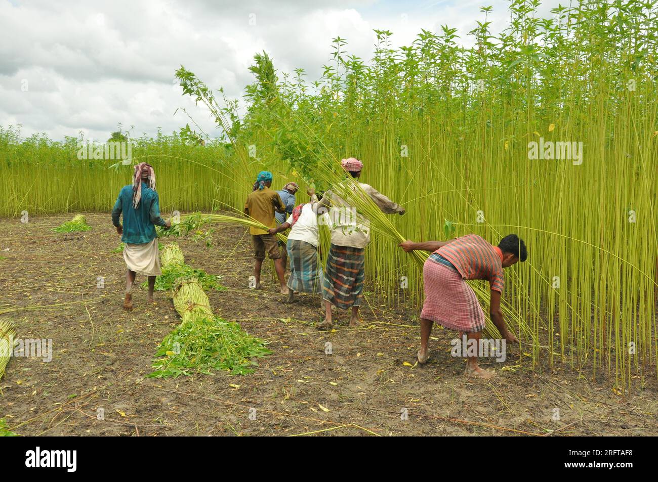 The jute industry Historically and culturally important industry in