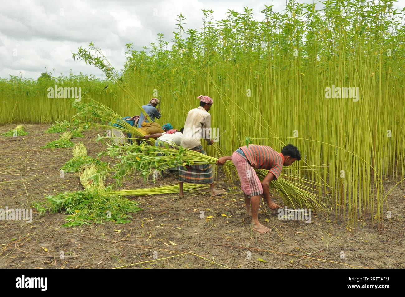 The jute industry Historically and culturally important industry in